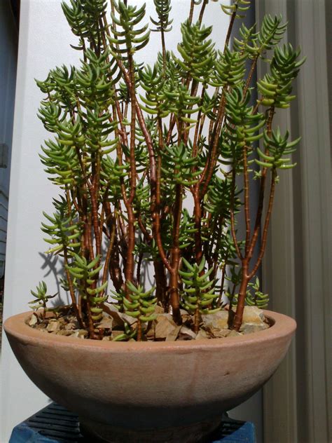 Crassula tetragona Bonsai Kit, Jade Bonsai, Succulent Bonsai, Succulent ...