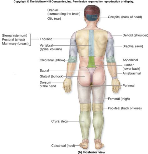 Regional Terms and Body Regions (Posterior View) Diagram | Quizlet