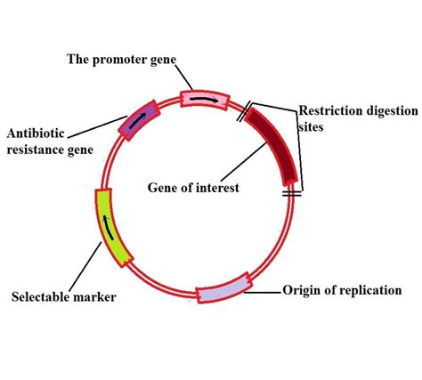 Recombinant DNA Technology - Steps, Applications and Gene Therapy