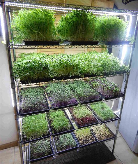 Microgreen Growing System MG48 | Indoor vegetable gardening, Vertical ...