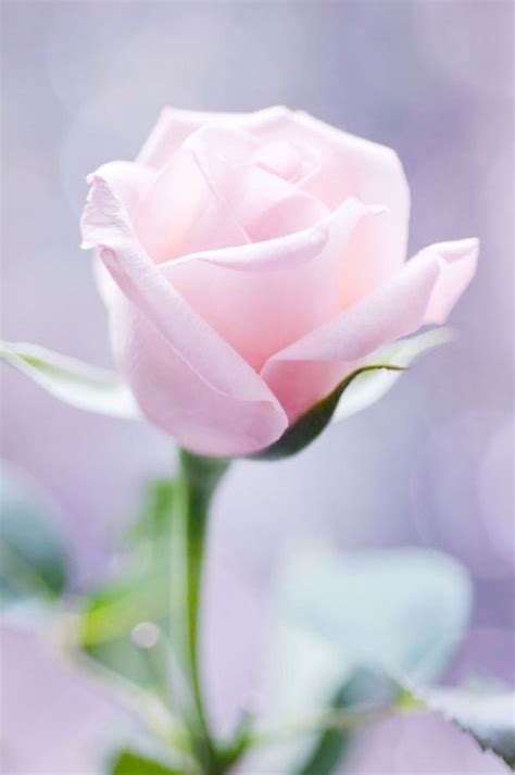 Soft Pink Rose Pictures, Photos, and Images for Facebook, Tumblr, Pinterest, and Twitter