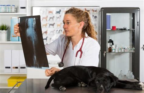 Canine Discospondylitis - Symptoms, Causes and Treatment