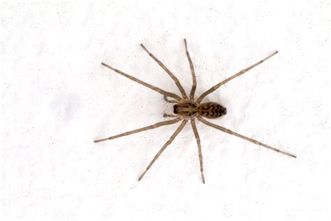 What Kind of Spiders Can You Find in Orange County? | the bugman