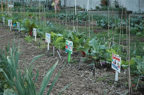 Thinking of Starting a School Garden? - Plant Talk