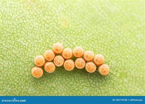 Pentatomidae Eggs about To Hatch, Satara, Maharashtra Stock Photo - Image of nature, macro ...