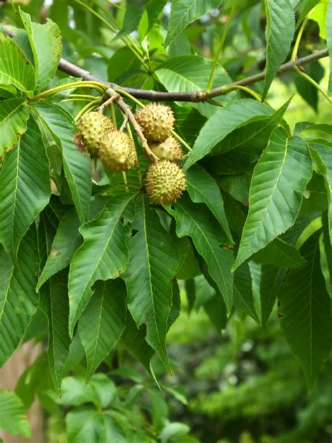 Aesculus glabra | Ohio buMarronnier de l‘Ohiockeye - Pepinierele Van ...