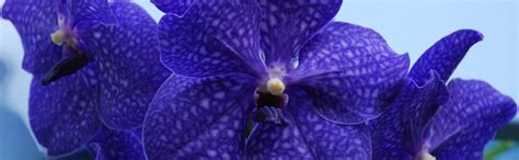 Blooming Vanda Orchids | Orchid Plant Care