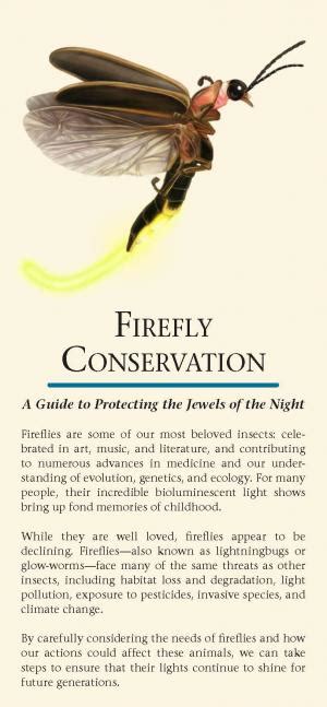 Firefly Conservation: A Guide to Protecting the Jewels of the Night ...