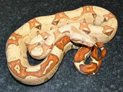 Boa Constrictor Morphs – 19 Morph List, Pictures & Descriptions