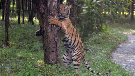 Tiger attacks on the rise in India's coal-rich region | CBC News