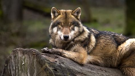 El Lobo Gris Mexicano sale de la escala en peligro de extinción