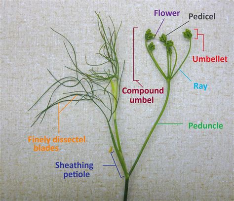 UBC Biology 324 Blog: Lab 6 - Euasterids II: Apiaceae