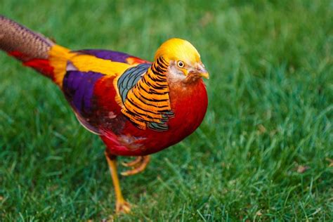 Earth’s Most Beautiful Rare Birds | Golden pheasant, Most beautiful ...