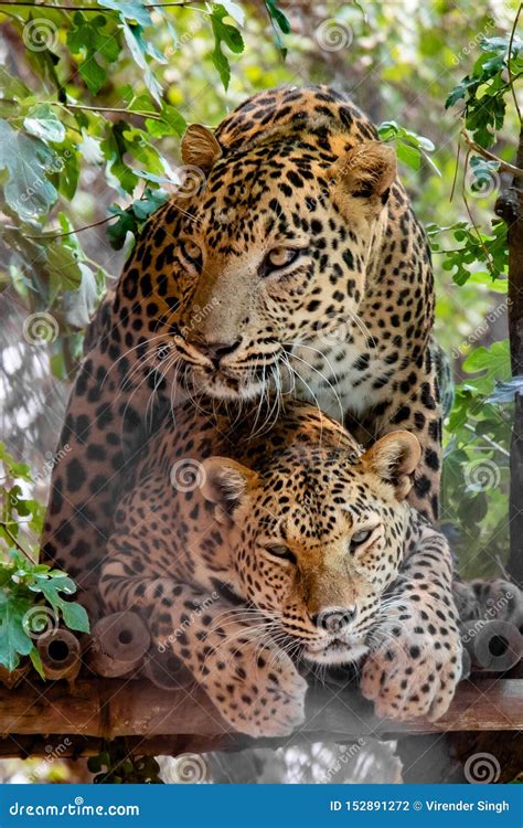 Leopards mating on tree stock photo. Image of kill, forest - 152891272