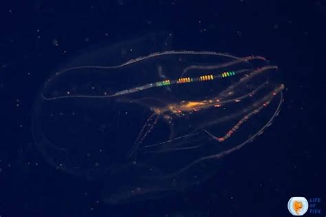 Rainbow Jellyfish | 8 Lesser Known Facts About Them