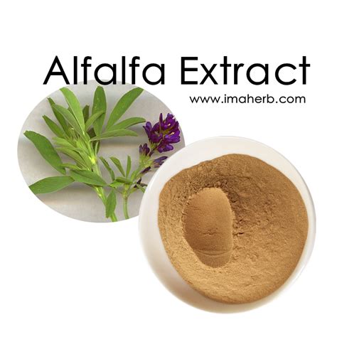 Manufacture Supply Pure Natural Alfalfa Extract Powder/Alfalfa Grass ...