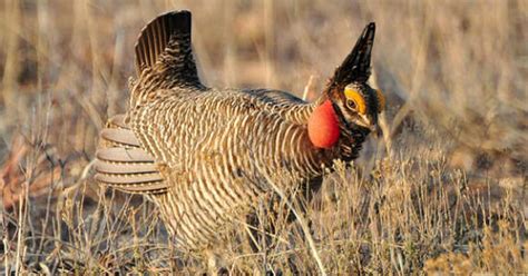 Conservation banking takes flight to save the prairie chicken | Greenbiz