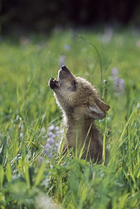 Wolf Puppy Howling In Mountain Meadow Photograph by David Ponton