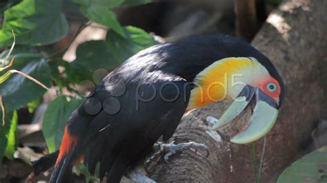 Toucan 6 - Natural Habitat Stock Video 853325 | HD Stock Footage