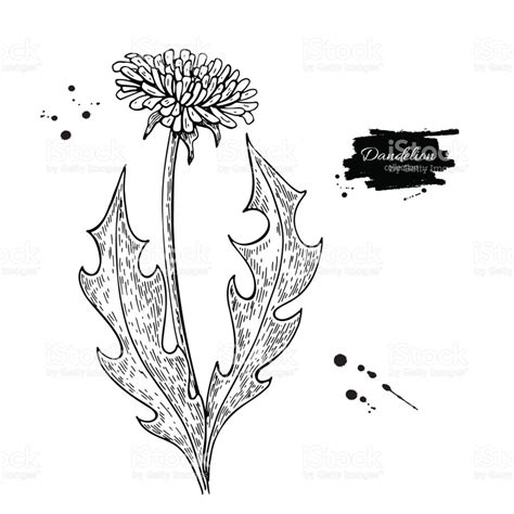 Dandelion Puff Drawing at GetDrawings | Free download