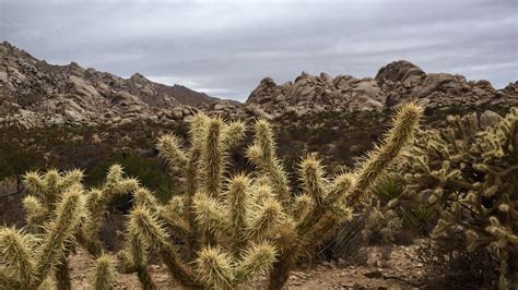 Mojave National Preserve – Tales of a vanlife couple