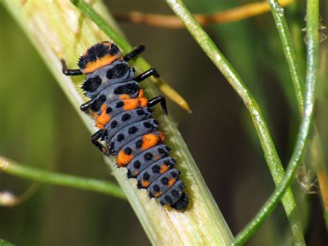 Ladybird Beetle Life Cycle