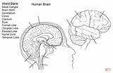 Human Brain Coloring Page  Home sketch template