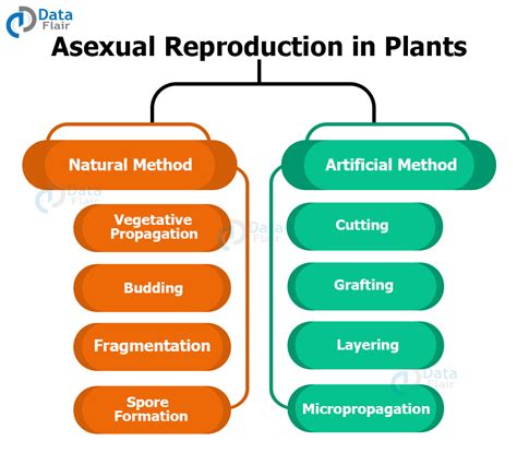 Reproduction in Plants - Sexual Reproduction and Asexual Reproduction ...