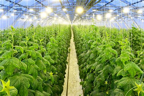 Installing LED grow lights in your greenhouse | Save on Energy