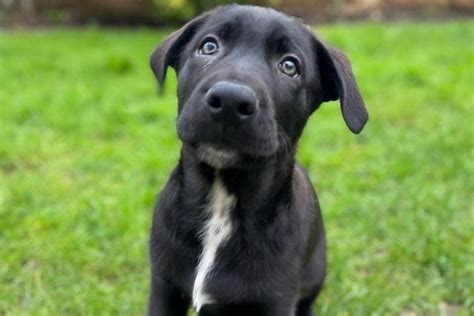 Cane Corso German Shepherd Mix: A Hybrid That Will Fascinate You