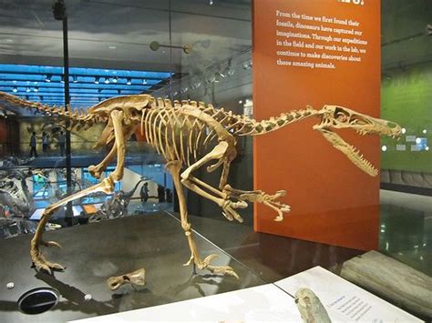 velociraptor-skeleton.jpg (500×375)