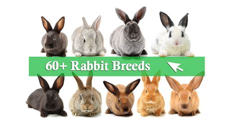 60+ Pet Rabbit Breeds from A to Z (With Pictures) - RabbitPedia.com