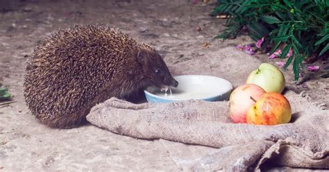 What Vegetables Do Hedgehogs Eat? Find Out Now!