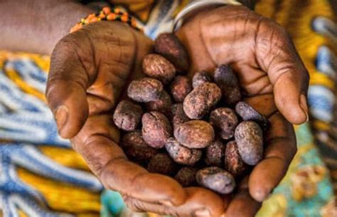 Makerere Moves To Protect Shea Nut Tree – Harvest Money