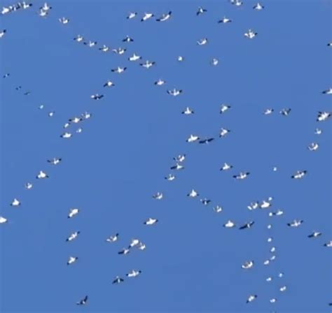 Mesmerizing Clip Shows Thousands Of Migrating Snow Geese Soaring Across Blue Skies. – InspireMore