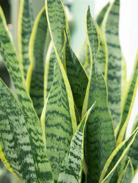 9 Houseplants for the Forgetful Gardener