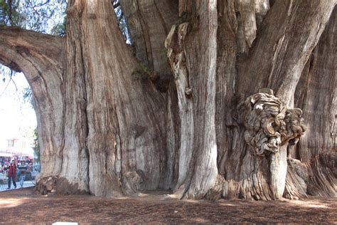 El Árbol del Tule (The Tule Tree) – Santa María del Tule, Mexico ...