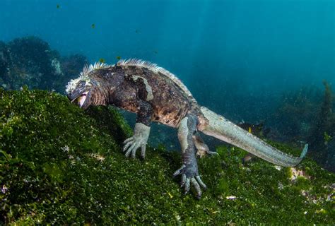 Marine iguana, Galapagos - Most Beautiful Picture