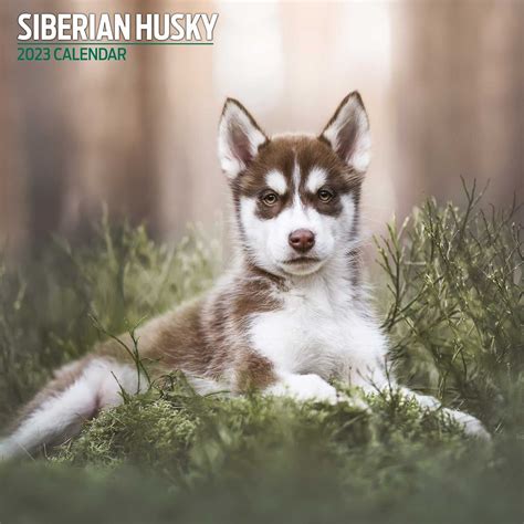 Siberian husky 2023 traditional calendar – Artofit