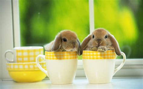 Baby Bunny s para, computadora de conejo de pascua fondo de pantalla ...