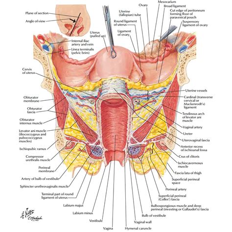 Diagram Internal Female Anatomy - Kiran Lang