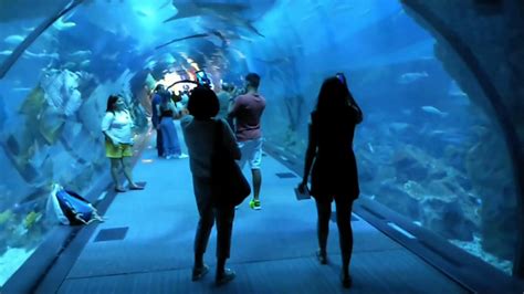 Dubai mall aquarium tunnel || UAE - YouTube