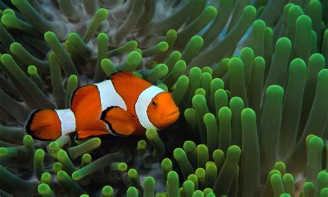 Clown Fish Wallpapers Free Download