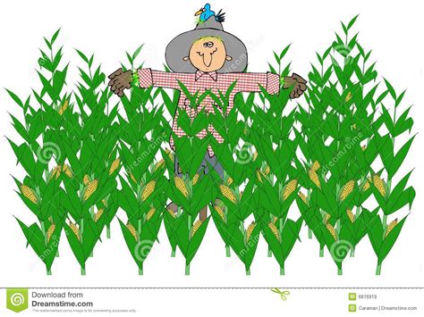 Maize fields clipart - Clipground