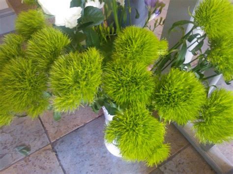 Fluffy green carnations! | Green carnation, Carnations, Green