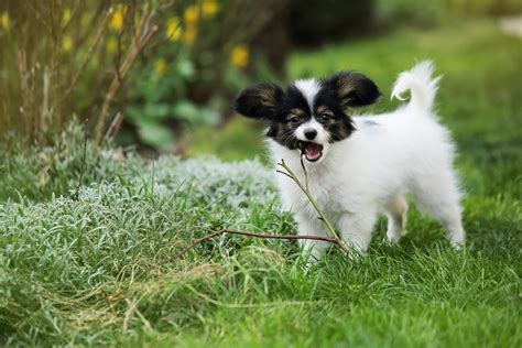 8 Best Papillon Breeders + Why To Get Them