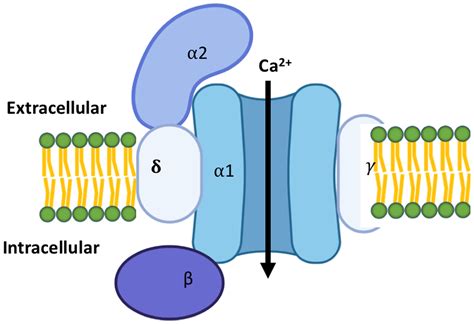 Cells | Free Full-Text | Calcium Channels in the Heart: Disease States ...