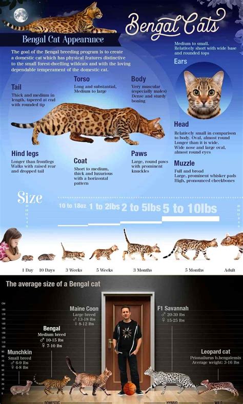 What is a Bengal cat?