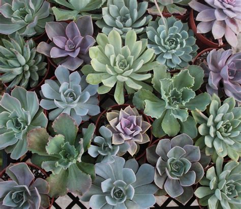 4" Rosette Succulent - Succulents for Sale Bulk Succulent Wedding Favors