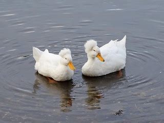 Crested Ducks | Westport Lake, Stoke-on-Trent, Staffordshire… | Flickr